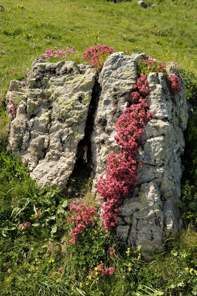 Semprevivo ragnateloso