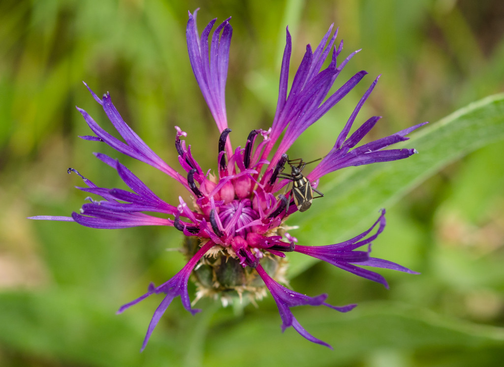 Centaurea montana 2