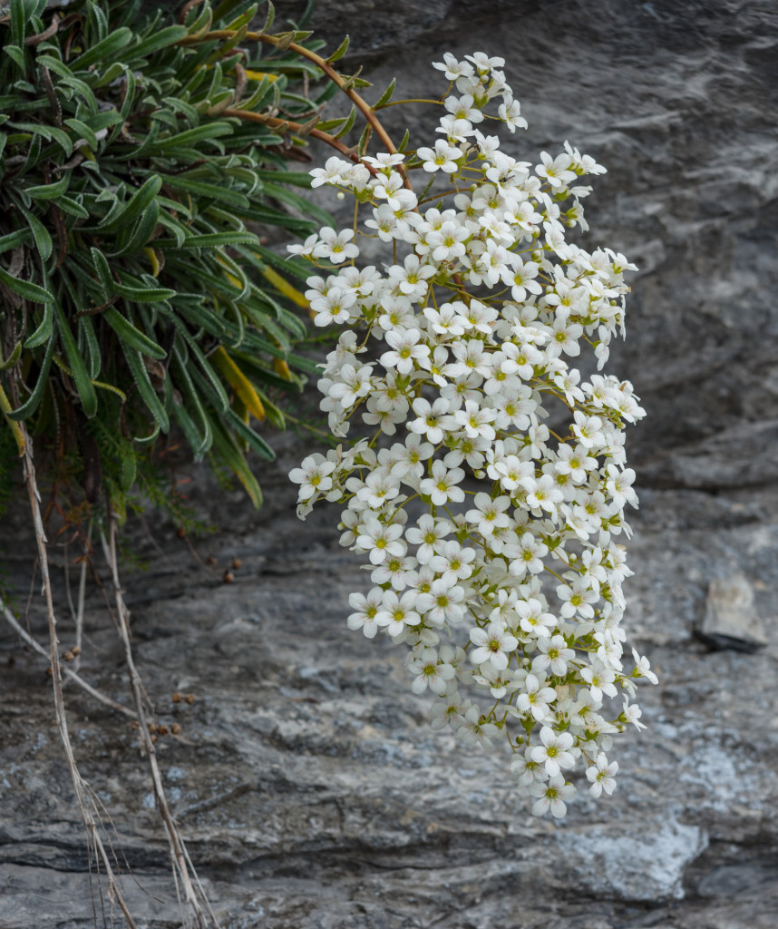 Sassifraga lingulata 3